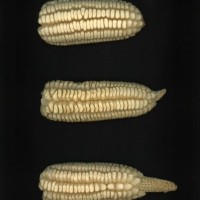 CIMMYTMA 2050 MORE 112 AF19A-0903-49 E.jpg