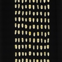 CIMMYTMA 24637 VERA 602 BA22U-2903-32 K.jpg