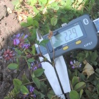 Trifolium decorum_9458 (3).jpg