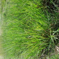 Urochloa brizantha 13462 (full plant2).JPG