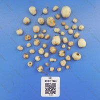 CIP 761358 Tuber