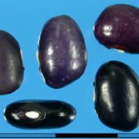 G24712F seed.jpg
