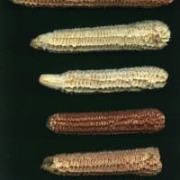 CIMMYTMA 5932 BRAZ 1614 GD21B-6903-51 C.jpg