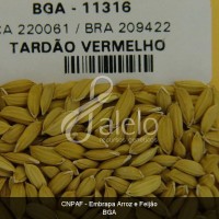 BRA00008651-2.JPG