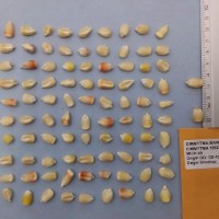 CIMMYTMA 15922 - Reference Inventory.jpg