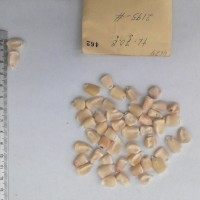 CIMMYTMA 462 - Reference Inventory.jpg