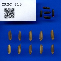 IRGC 615 Seed Photo