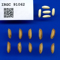 IRGC 91062 Seed Photo