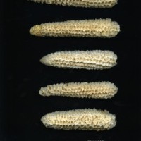 CIMMYTMA 10377 APUC 196 TC17U-2903-90 C.jpg