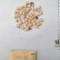 CIMMYTMA 157 - Reference Inventory.jpg