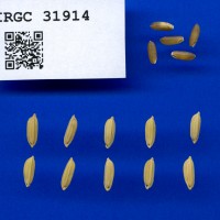 IRGC 31914 Seed Photo