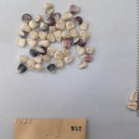 CIMMYTMA 952 - Reference Inventory.jpg