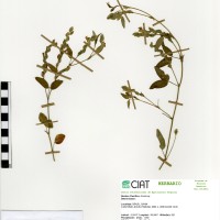813 herbarium
