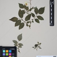 CIP 760304_HHCH 4727_05.jpg