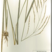 IRGC 104978 Herbarium