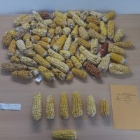 CIMMYTMA 8219 ECUA 486 TC18U-2903-15.jpg