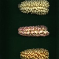 CIMMYTMA 32159 JUN. 501 TC19U-2902-111 E1.jpg