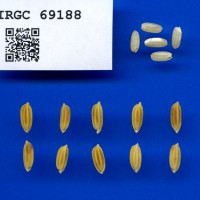 IRGC 69188 Seed Photo