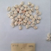 CIMMYTMA 1371 - Reference Inventory.jpg