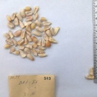 CIMMYTMA 563 - Reference Inventory.jpg