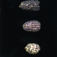 CIMMYTMA 18964 BOZM 1466 TC22U-2903-61 E1.jpg