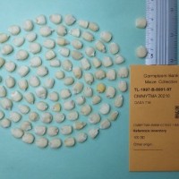 CIMMYTMA 20210.jpg