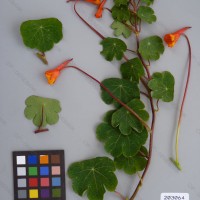 CIP 203064 Herbarium