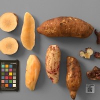 CIP 205006 (root).JPG