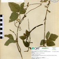17328 herbarium