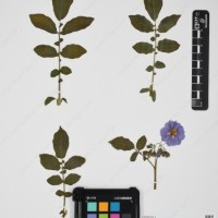 CIP 761575_OCH 13280_04.jpg