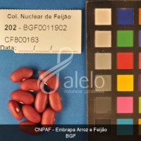 BRA00021422-1.JPG