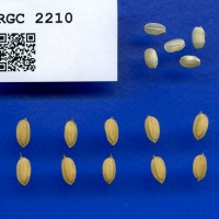 IRGC 2210 Seed Photo