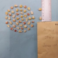 CIMMYTMA 8433 - Reference inventory.jpg