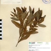 9194 herbarium