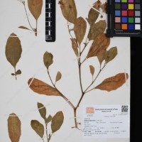 CIP 761353_OCH 11929_01.jpg