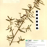17865 herbarium