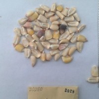 CIMMYTMA 2028 - Reference Inventory.jpg