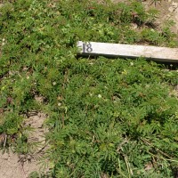 Desmanthus leptophyllus_Gsys.JPG