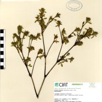 2790 herbarium
