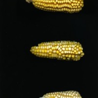 CIMMYTMA 7739 PUEB 530 BA24U-2903-174 E1.jpg