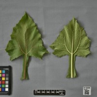 CIP 205004 (leaf).jpg