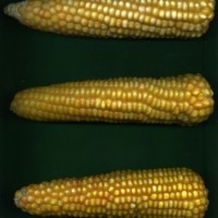 CIMMYTMA 27422 CHIS 836 TC19U-2903-35 E0 _Ready.jpg