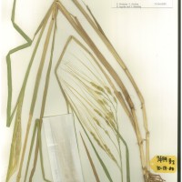 IRGC 92929 Herbarium