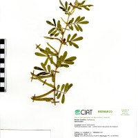19181 herbarium