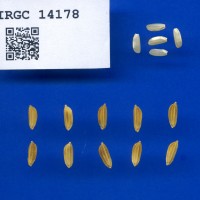IRGC 14178 Seed Photo