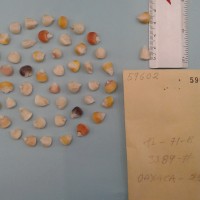 CIMMYTMA 5960 - Reference Inventory.jpg