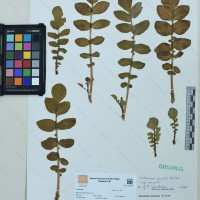 CIP 761027 herbarium