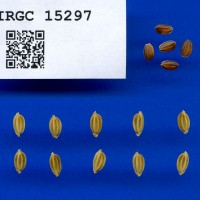 IRGC 15297 Seed Photo