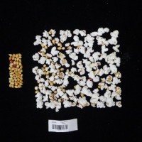 Popped and not popped comparison labeled.jpg