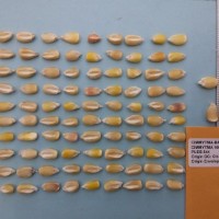 CIMMYTMA 16619 - Reference Inventory.jpg